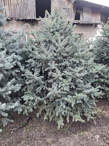 Ель: Ель голубая (Picea pungens ‘Glauca’) – крупномерные экземпляры для — 1