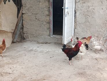 xoruzun nece rengi var: Toyuq, Yumurtalıq