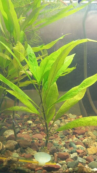 мальки рыбы: Продам пол ведра аквариумных растений,после прополки аквариума! всё за