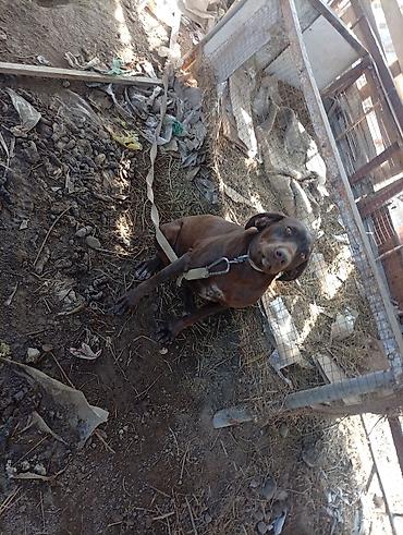 Отдам даром собаку: Собака даром: Курцхаар, 10 месяцев, Самка, С прививкой — 9