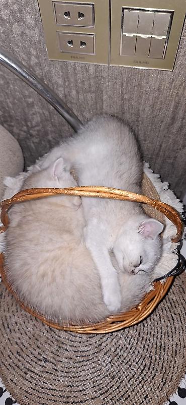 Şinşilla, Erkək lalafo.az -da Şinşilla, Erkək