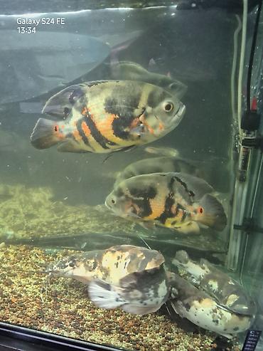 Продаю пару Астронотусов 2 по 500 сом (Astronotus ocellatus, «оскар»)
