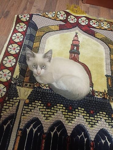 нужна кошка: Отдадим в хорошие руки 🤝 Котёнок активный и любопытный малыш. есть — 4