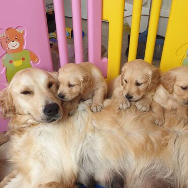 Άλλα: Golden retriever Our gorgeous family pet Rose has given birth to a