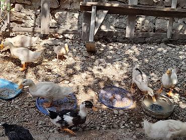 ördekler: Məhsul: Ördək balaları Təsvir: - Həyətdə saxlanılan müxtəlif rəng və — 4