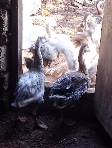 rakuşka satışı: Erkək, | Linda, Damazlıq, Ünvandan götürmə — 4