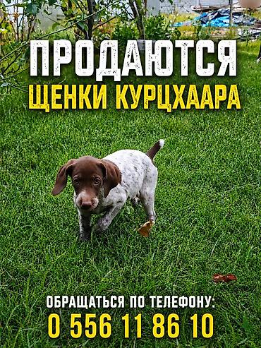 курцхаары: Щенки курцхааров (немецкая короткошерстная легавая). - Охотничья — 1