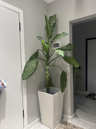 Драцены и Сансевиерии: Доставка по городу бесплатно . Адаптированные пересаженные Комнатные — 86