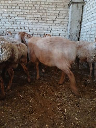 корова на продажу: Продаю | Баран (самец) | Арашан | На забой, Для разведения, Для шерсти | Племенные, Осеменитель — 6