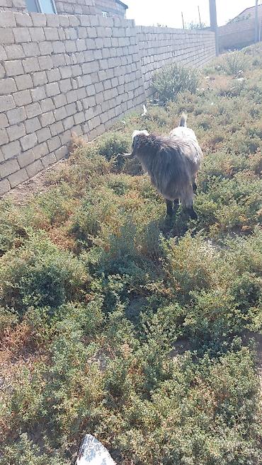 baliq akvarium satisi: Salam Hələb keçisi satlır Erkəy keçidi həm damazlığa həmdə kəsgiyə — 3