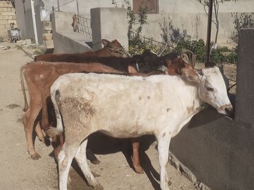 simmental ineklerin satisi: Dana, buzov, Erkək, Simental, ay: 1, 100 kq, Damazlıq, Ətlik, Ünvandan götürmə, Ödənişli çatdırılma