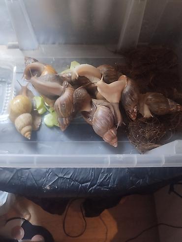 Животные: Гигантские ахатины (Achatina) и молодняк - Взрослые особи крупного — 3