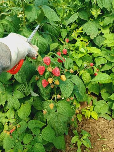 Meyvə və giləmeyvə: Məhsul: Təzə moruq (bağdan yığılmış) Təsvir: - Şirin, ətirli və — 9