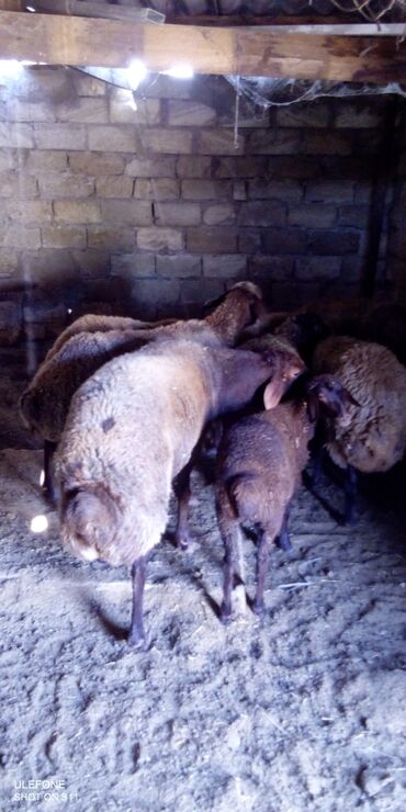 qurbanliq qoyun qiymetleri 2022: Dişi, Qala, il: 2, Damazlıq, Pulsuz çatdırılma