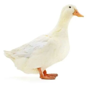 Gəmiricilər: Ağ Pekin ördəyii