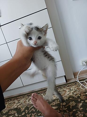 Животные: Кошка даром: Беспородная, Мальчик — 3