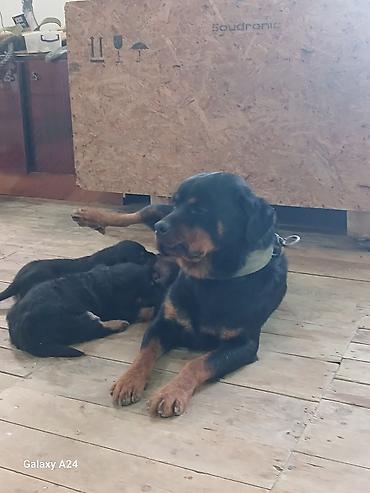 İtlər: Rotveyler, Peyvəndli — 10