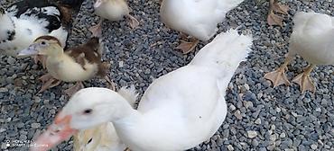 cücə gəncə: Muscovy (Hind) ördəkləri – müxtəlif yaşlarda sürü - Cins: Muscovy — 4