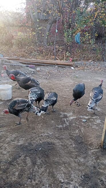 продам бу оборудование для птицефабрики: Сатам | Эркек күрп | Көбөйтүү үчүн | Асыл тукумдуу