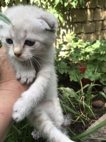 Pişiklər: Şotland, Erkək, Dişi, Yaxşı əllərə, Pulsuz çatdırılma