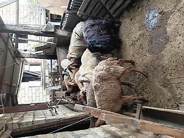 simental buzov satisi: Qurbanlıq və damazlıq üçün qoyun-keçi sürüsü - Növ: yerli qoyunlar və — 2