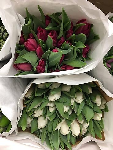 Букеты из живых цветов: Тюльпаны срезанные, свежие, прямые поставки. - Ассортимент — 7