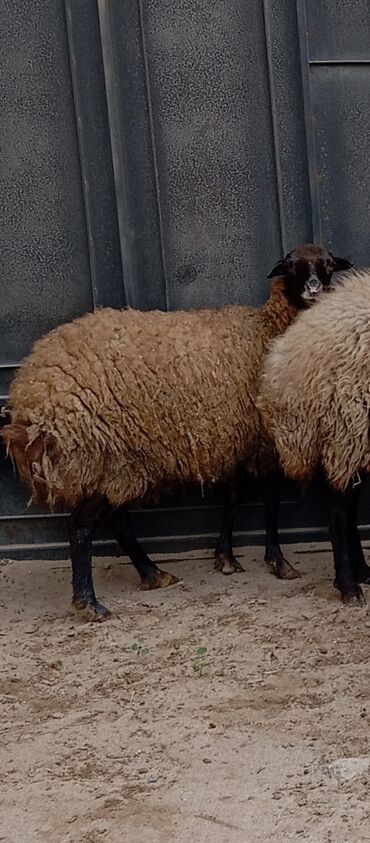 Qoyunlar, qoçlar: Salam ünvan Bakıin maştağa kendi obşi 8 baş heyvanlar 1 baş ana-bala — 12