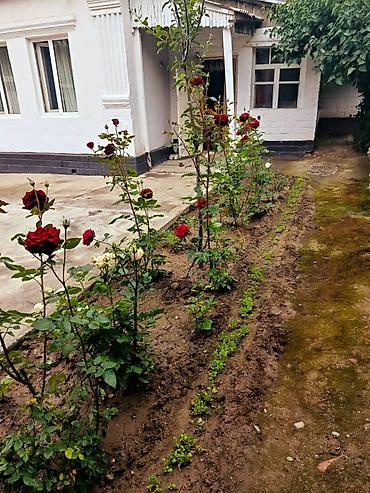 ротсия: Продаётся частный дом с большим двором и садом роз Основные — 1