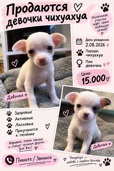 мечит: Чихуахуа, 1 айлык, Ургаачы — 1