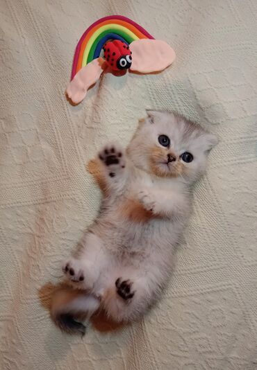 Pişiklər: Şotland, Erkək, Dişi, Yaxşı əllərə, Ünvandan götürmə, Pulsuz çatdırılma, Ödənişli çatdırılma — 28