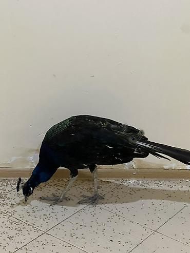 amadin quşu: Məhsul: Təbiət quşu – Tavus quşu (peacock) Təsvir: - Nadir dekorativ — 3