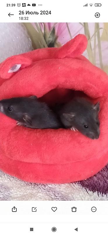Крысы: Привет друзья !! У нас родились красивые крысята.Друзья в питомнике - — 19