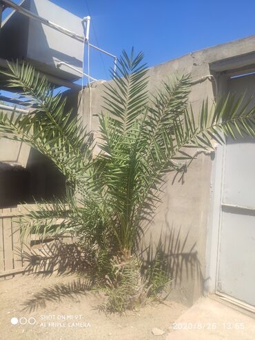 palma ağacı satışı: Agaclar satilir qiymet 3ne aiddir isteyen elaqə saxlaya bilər ünvan