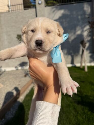 İtlər: 2 ay, Erkek, Ünvandan götürmə — 7