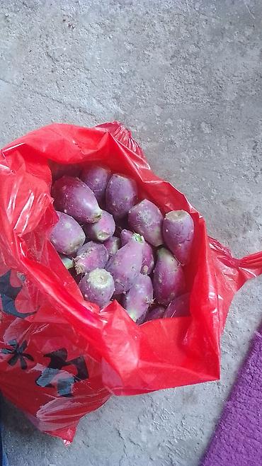 Məhsul: Tikanlı armud (Opuntia – kaktus meyvəsi) Təsvir: - Qırmızı