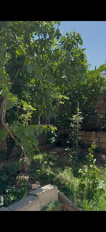 ipotekaya heyet evleri: 3 otaqlı, 49 kv. m — 5