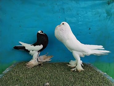 Göyərçinlər: Satilir pomeran Dutular 2 Cut Var cutu 120 Manatdi Bir cut Ag Qara Var — 27