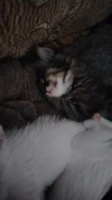 Pişiklər: Türk anqora, Erkək, Dişi, Yaxşı əllərə, Pulsuz çatdırılma — 8