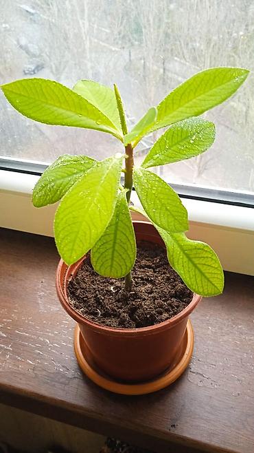 Драцены и Сансевиерии: Разные комнатные растения. Чтобы узнать стоимость конкретного растения — 10