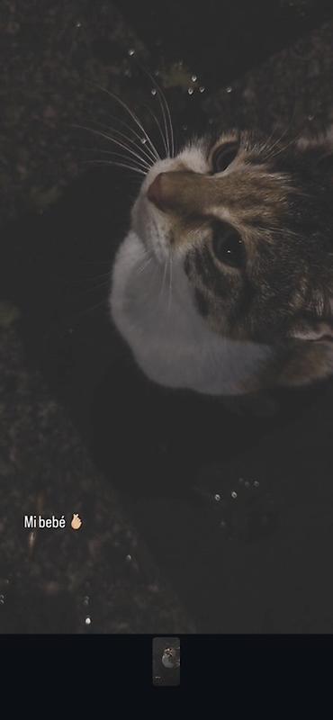 собака породистая: Котёнок (домашняя кошка) - Окрас: трёхцветный (табби с белым) — белая — 1