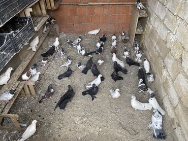 Tergizme quwlardir hoptum satilir 6 azindan real aliciya endirim