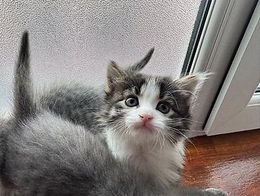 Pişiklər: Yaxşı əllərə — 5