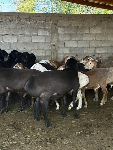 Продам с/х животных: Продаю | Баран (самец) | Полукровка | На забой | Племенные — 2