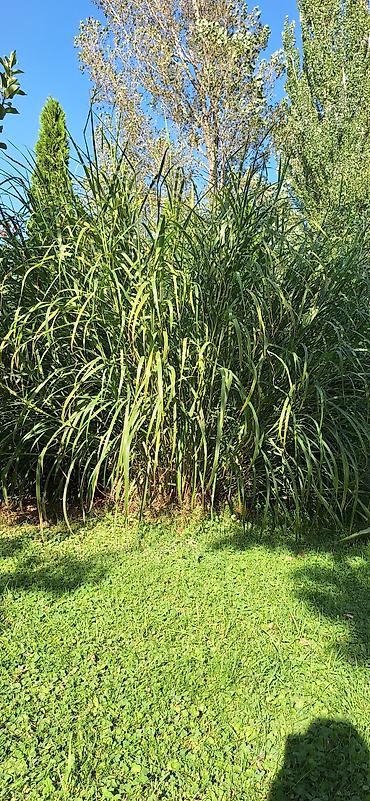 трава для декора: Мискантус зебровидный (Miscanthus sinensis ‘Zebrinus’) – декоративный — 2