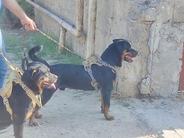 rotveli: Rotveyler, 2 il, Erkək, Peyvəndli, Ünvandan götürmə — 4