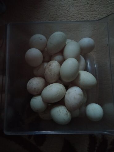 ördək yumurtası satışı: Dişi, Yumurtalıq, Ünvandan götürmə, Ödənişli çatdırılma