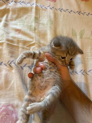 Кошки: В добрые руки, Платная доставка, Самовывоз — 3