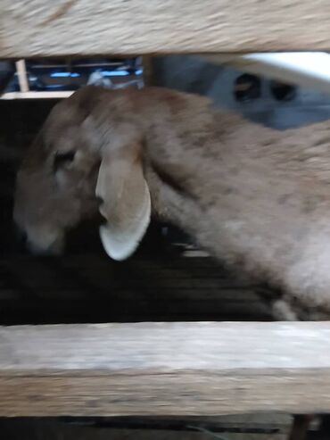 Бараны, овцы: Продаю | Овца (самка) | Для разведения | Матка — 8