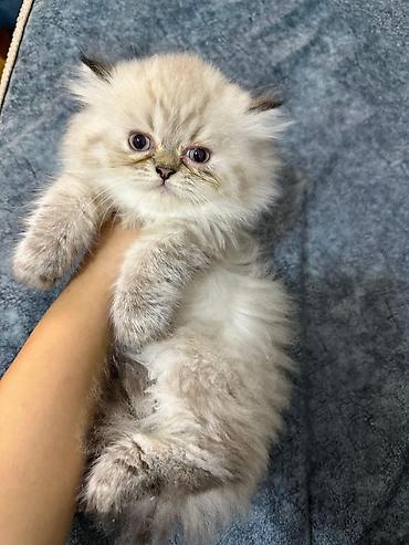 Pişiklər: Britan — 9