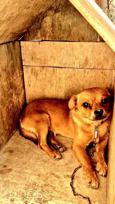 balaca şirin itler: Pekines, 1 il, Erkek, Peyvəndli, Ünvandan götürmə
